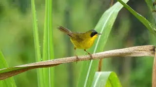 Masked Yellowthroat (Geothlypis aequinoctialis) male, French Guiana