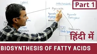 Fatty acid synthesis in Hindi | Part 1