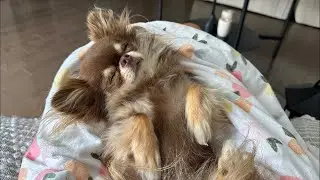 Q&A with sleepy (snoring) Lou