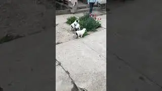 Щенки алабай на прогулке