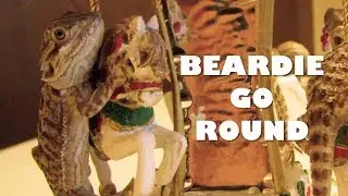 Beardie Go Round
