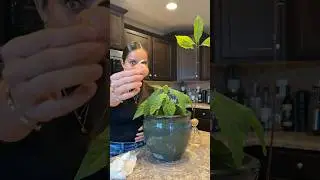 What’s the best way to grow an avocado seed? 