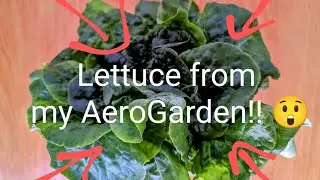 AeroGarden Buttercrunch lettuce