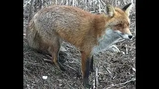Fuchs Fox Róka Vulpes vulpes