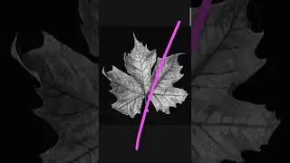 pink leaf editing 📸📸