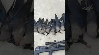 pest control crow shooting with pcp airgun#firearmreview #firearmphotography #22longrifle