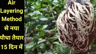 Best and easy method to grow Hibiscus ।। Air Layering method on Hibiscus ।। Air Layering kaise karen