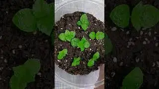 ЧП с гортензией, дочь начала работать🤦 