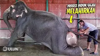 Rarely Seen! This is How the Most Unique and Amazing Animals Give Birth in the World
