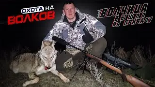 охота на волков! ВОЛЧИЦА вышла на приваду!