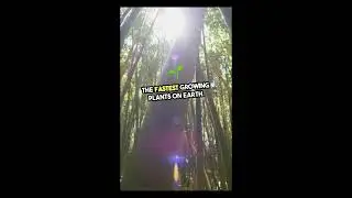 Bamboo - Ultimate Speed Grower - The Fastest Growing Plant _ MOST Interesting Facts