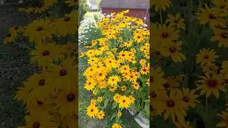 #shorts #shastadaisy#blackeyesusan#coneflower