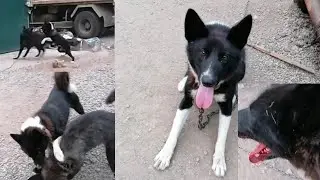 Отпустила Берту. Драка собак Найды и Берты.