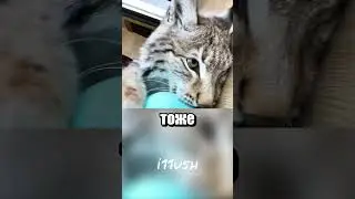 Рысь - это тоже кошка
