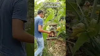 panen dau talas , daun tales , daun lompong #cover #liriklagu #games #game #gameplay #dauntales