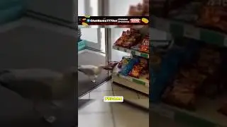 ЧАЙКЕ ОФИЦИАЛЬНО ЗАПРЕТИЛИ ПОСЕЩАТЬ МАГАЗИН И ВОТ ПОЧЕМУ