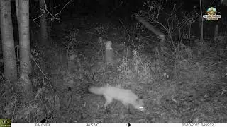 Жизнь бобра на фотоловушку 2 Beaver Hunting