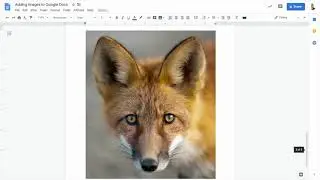 Adding Images to Google Docs
