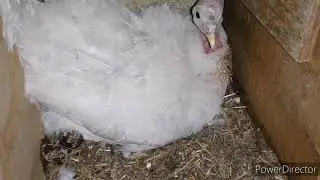 Можно ли снять индейку с гнезда?