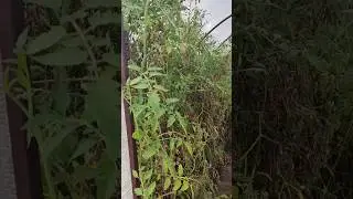 Загущенная посадка томатов в теплице 
