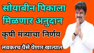सोयाबीन पिकाला मिळणार 5000 रुपये अनुदान| soyabean crop government subcidy #soyabean