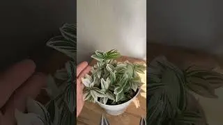 Самое огромное разочарование среди традесканций