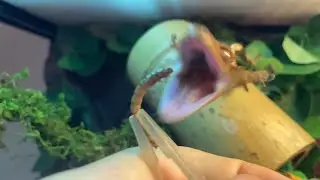 Crested Gecko Mealworm Feeding  in Slow Motion!