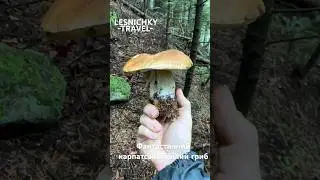 Фантастичний карпатський білий гриб