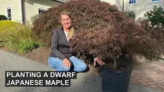 Planting a Dwarf Japanese Maple 🍁