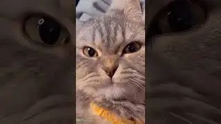 cat growls