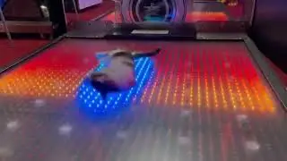 Gato da sus Mejores Pasos de Baile