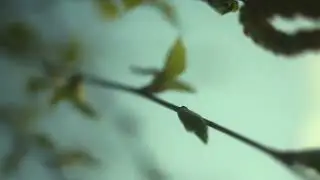 Моя весна. My spring.