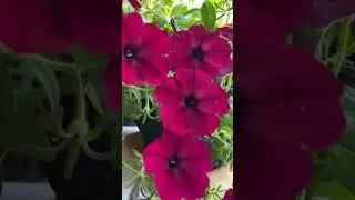 Червона та пишна петунія Тайдал Вейв #україномовнийютуб #flowers #раноквдома