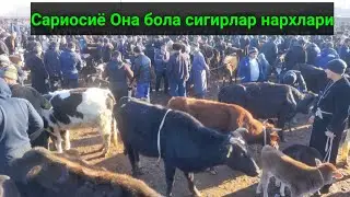 Сурхондарё Сариосиё Она бола сигирлар нархлари. 10.02.2022й