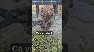 Hedgehog stuck, the shorts that got so many views on my channel 
