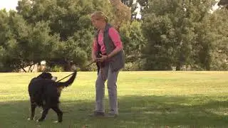 Train Your Dog to Stay