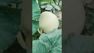 This is how our Atlantic giant 