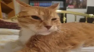 Chester No