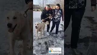 Наши любимые Данте и Ассоль теперь домашние! 🥰😌