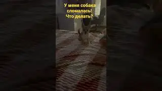 собака сломалась