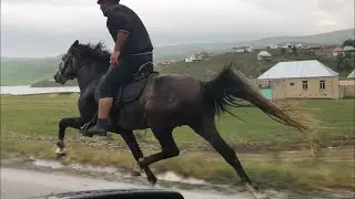 Yorga Atlar Kabus (Gəncə)