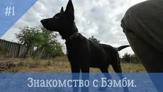 Воспитание щенка. Знакомство с  Бэмби.