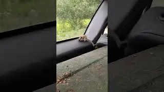 Неожиданный попутчик
