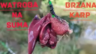 Wątroba na suma!!! Brzany i karpie na pellet kolejna przygoda nad rzeką