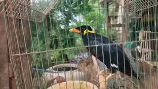 ចិញឹមសារិកាកែវចេះនិយាយ, Myna Speak Khmer, Smart Myna Birds #birdsspeaking #shortbird6