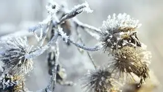 Ноябрьская безмятежность