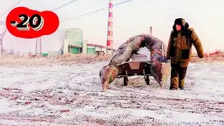 ДА СКОЛЬКО ИХ ТУТ ? ЗАПРЕЩЕННАЯ РЫБАЛКА...