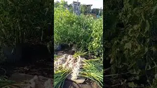 Чеснок
