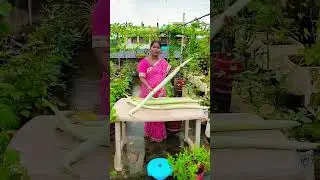 పొట్లకాయల సందడి #shorts #snakegourd #youtubeshorts #ytshots