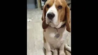 It's all about him#funny dogs#shorts